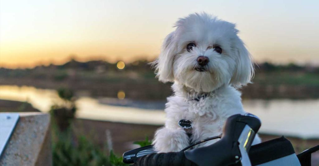 Le spiagge per cani a Sanremo