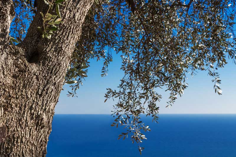Il paesaggio ligure con gli ulivi a pochi metri dal mare, ideale per gli amanti delle escursioni all'aria aperta.